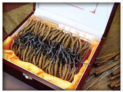 信宜冬虫夏草回收